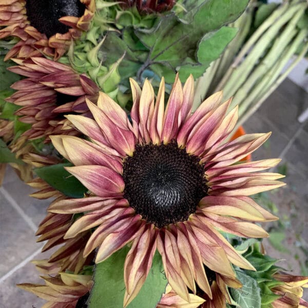Red sunflowers being sold by Bloom Sacramento.