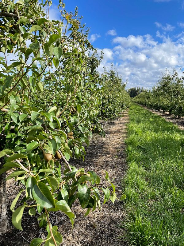 Pear orchards at The Grove Club, where Bloom Sacramento will host a flower crown workshop