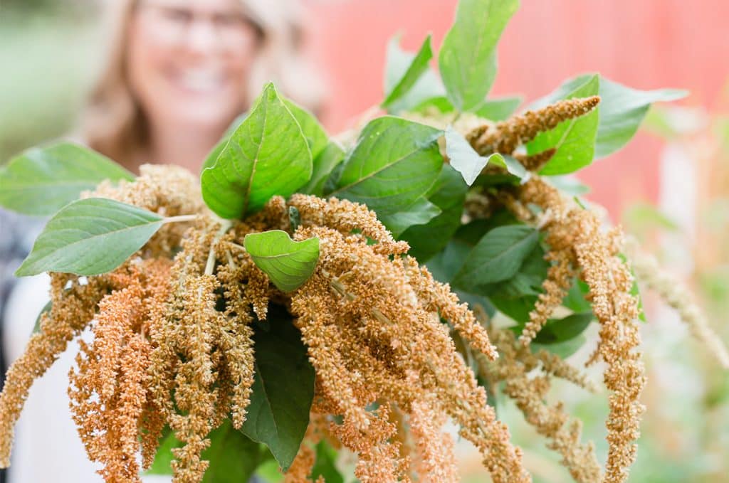 Amanda holds out a bunch of golden amaranth.