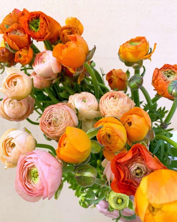 Colorful bunch of ranunculus flowers grown by Bloom Sacramento