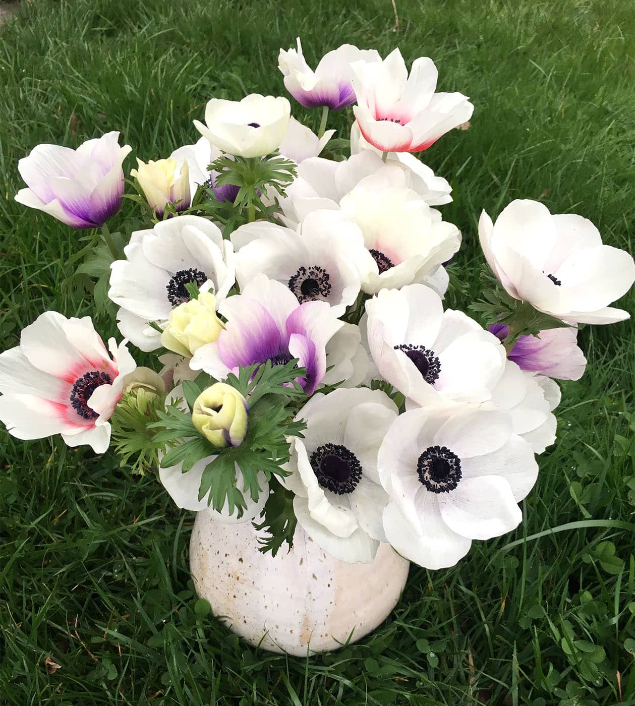 Assorted colors of anemone flowers in white vase, grown by Bloom Sacramento