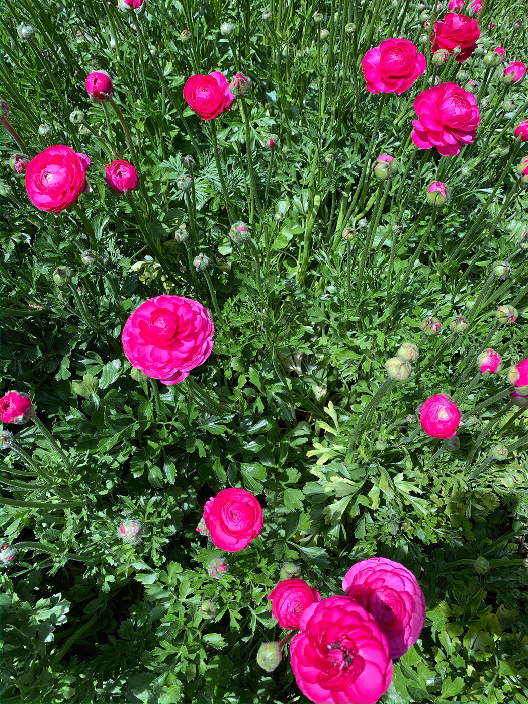 Pink ranunculus flowers grown by Bloom Sacramento