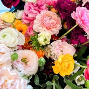 Ranunculus Corms – Assorted Colors