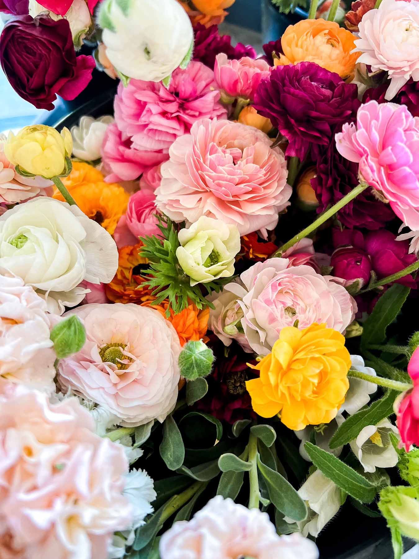 An assortment of ranunculus flowers grown by Bloom Sacramento.