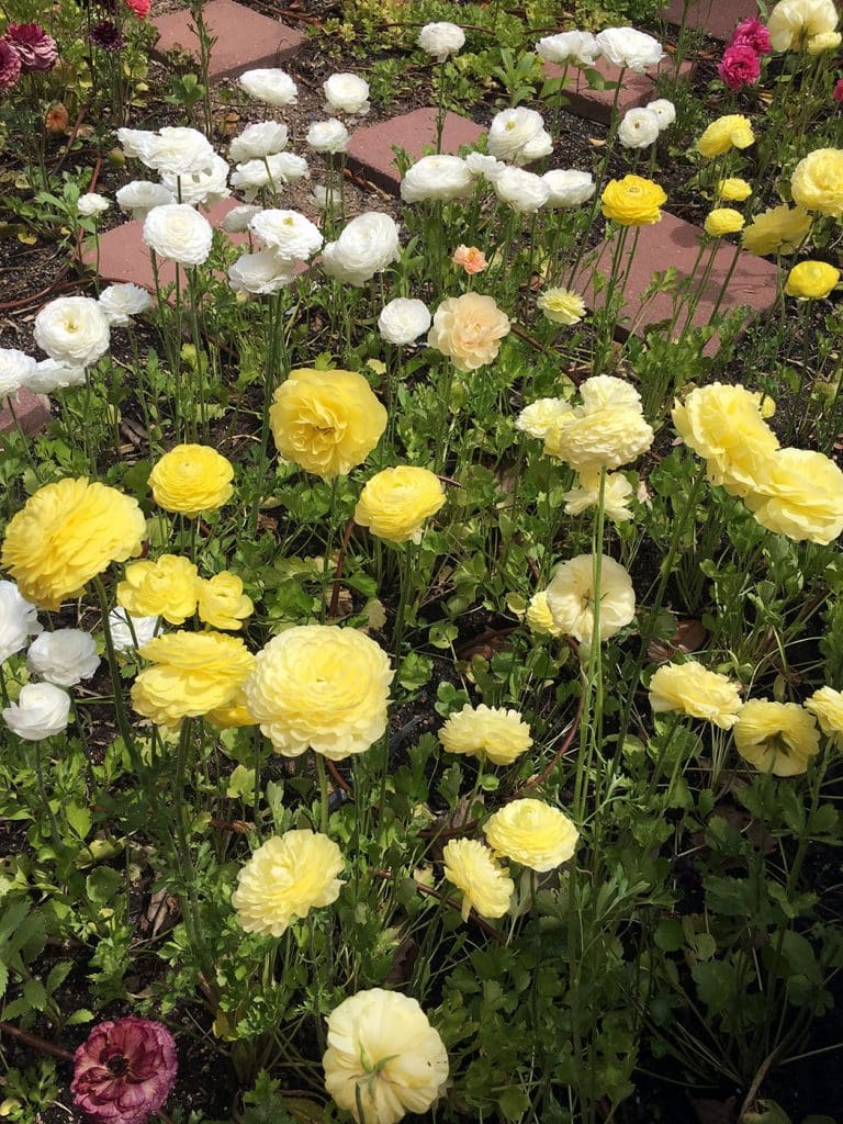 How to Grow Ranunculus and Anemone From Corms Bloom