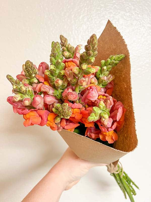 Bunch of snapdragons wrapped in kraft paper