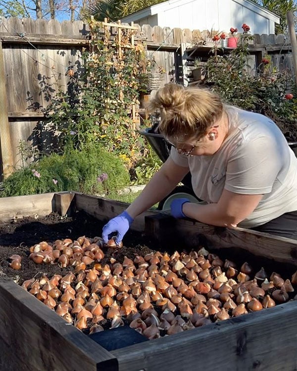 Amanda from Bloom Sacramento plants tulips in a raised bed