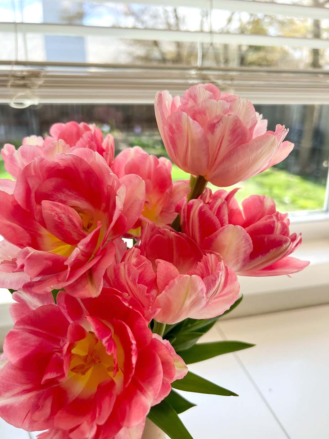 Pink tulips grown by Bloom Sacramento are in a vase in front of window