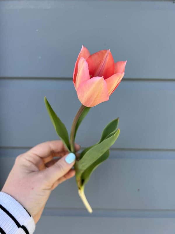 Hand holds up single pinkish / reddish tulip grown by Bloom Sacramento