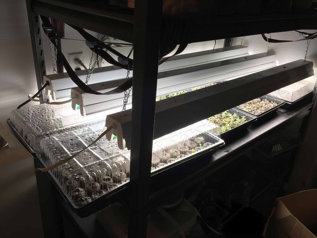 Lights above seed trays