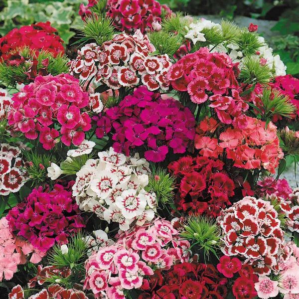 Dianthus growing in a field