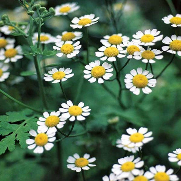 Feverfew growing in a field