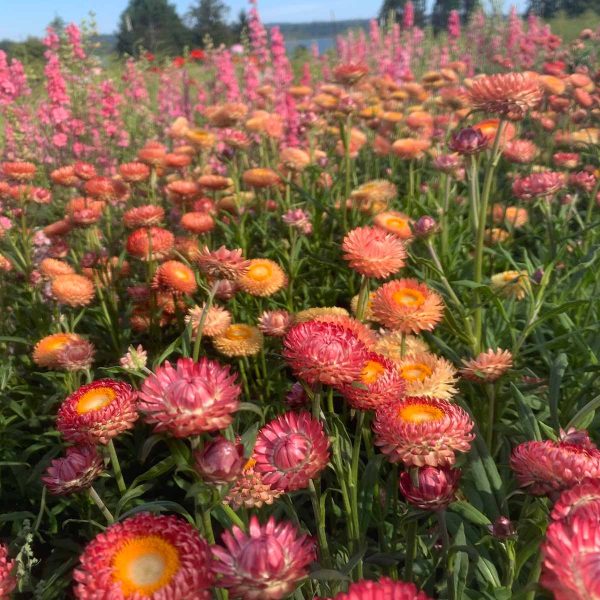 Strawflower growing in a field