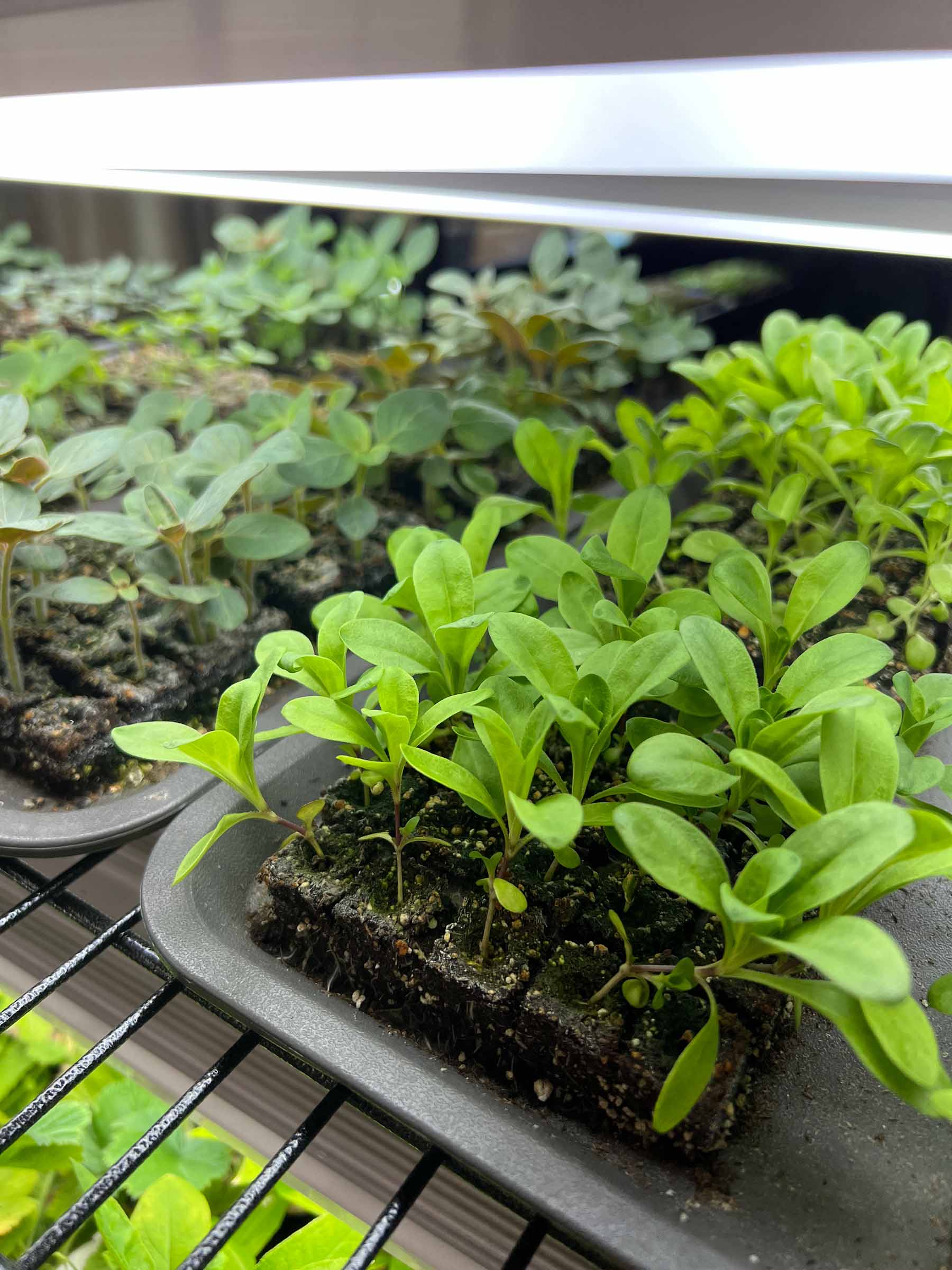 Small plants growing in tray