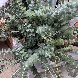 Eucalyptus Bunch