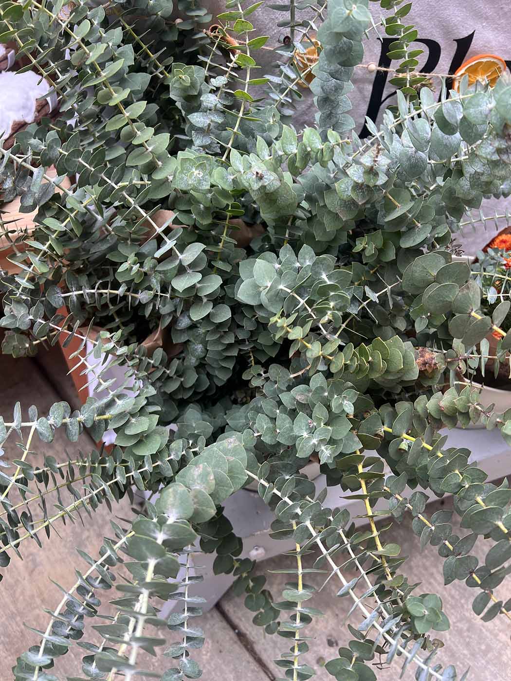 Eucalyptus in a bucket