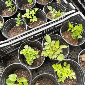 Dahlia Plant – 1 Gallon