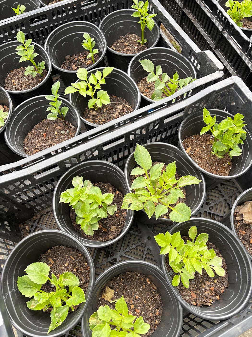 Dahlia plants in pots