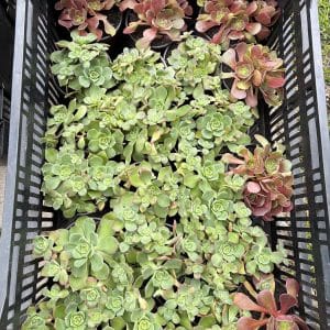 Succulent – 4-inch Pot