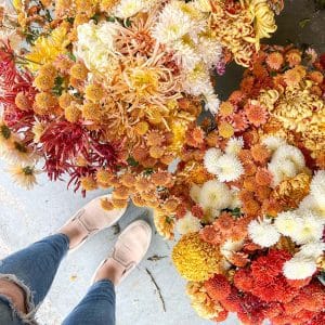 Heirloom Chrysanthemum Rooted Cuttings – Variety Pack (12)