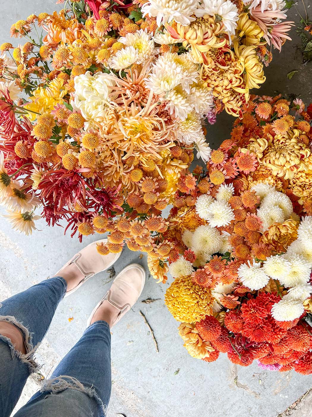A large variety of cut mums grown by Bloom Sacramento